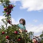 Josh Moriarty, of Newburyport, lifted his daughter Maggie to reach an apple at Russell Orchards in 2013. The worst drought in more than a decade won?t significantly impact the state?s apple orchards, growers say. 
